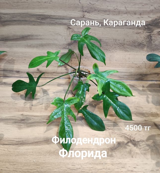 Филодендрон разный