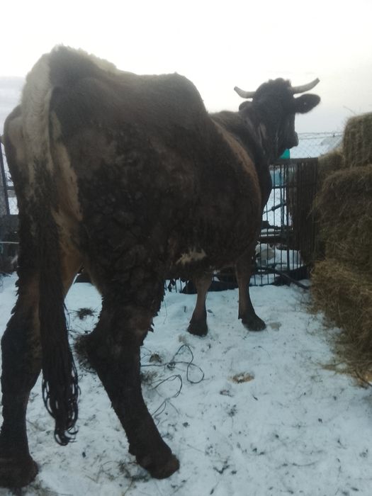 Vnd vaca bruna gestante an 8 luni SI jumătate SI vine cu al 4 vițel ai