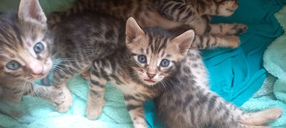 Полу бенгальские котята