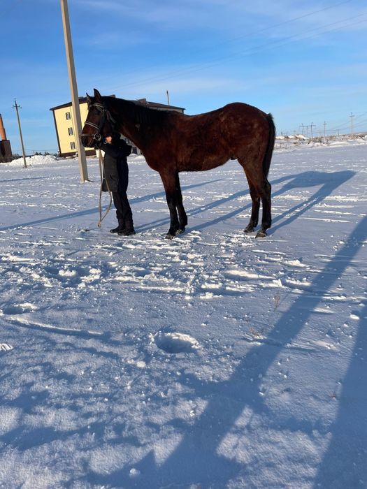 Продаётся лошадь