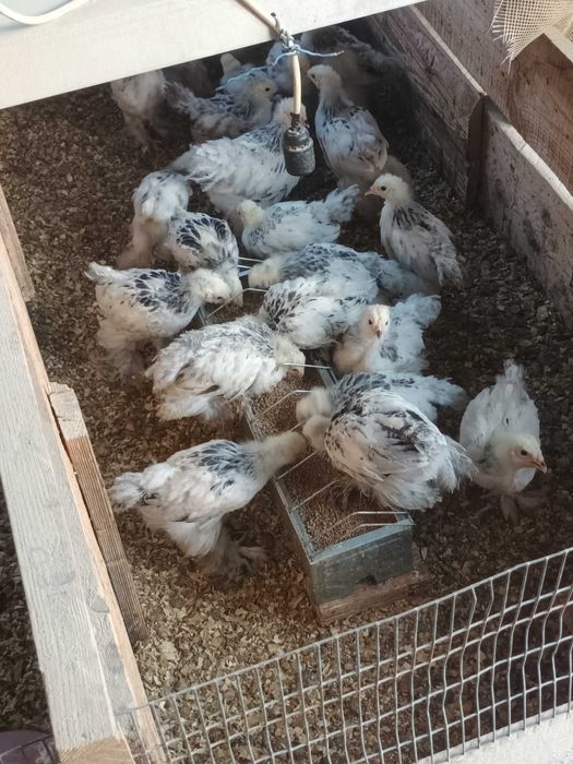 Brahma pui disponibili