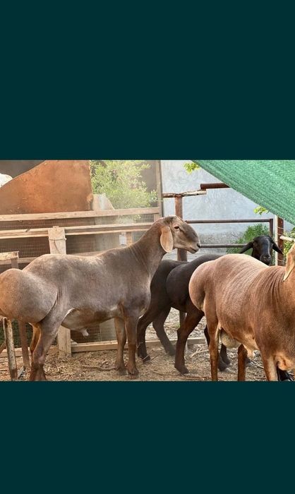 qassob servis услуги мясника