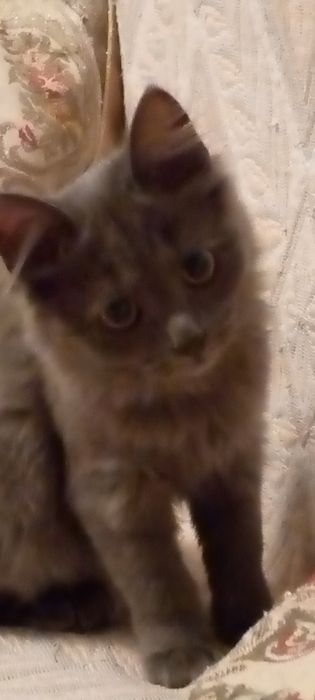 Отдам в хорошие руки кошечку