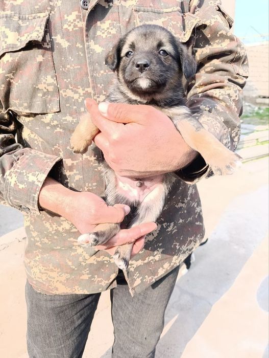 Щеночки отдам в хорошие руки