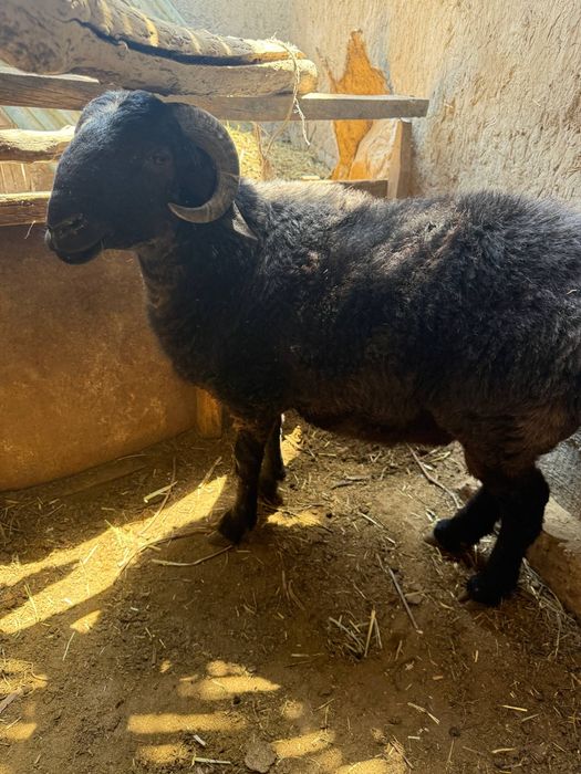 Boʻrdoqiga Arabi qoʻchqor