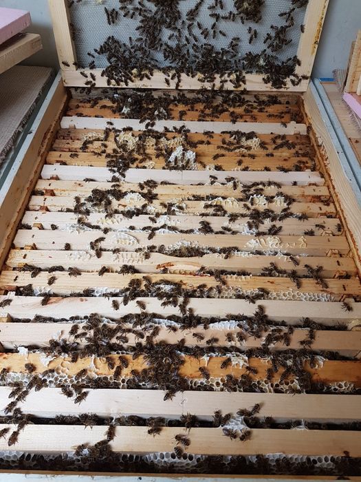 Matci carnica împerecheate in controlat in zona izolata de munte