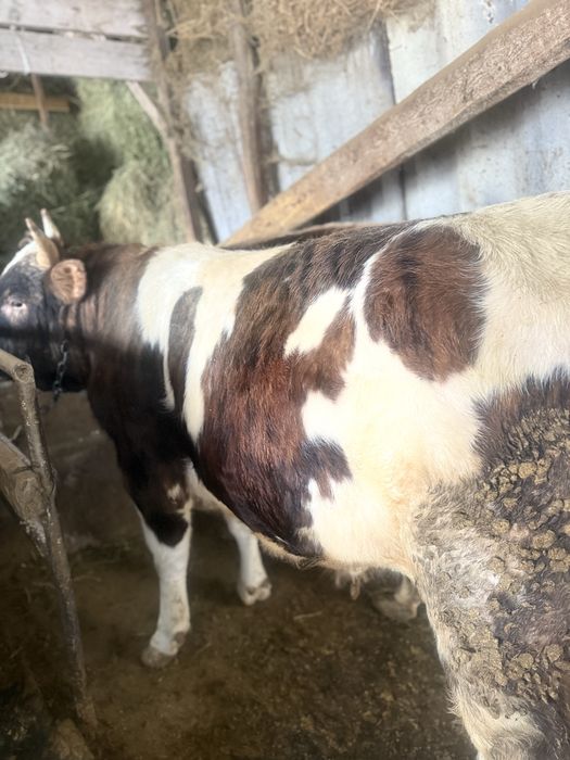 Продам быка стоит на отклрме