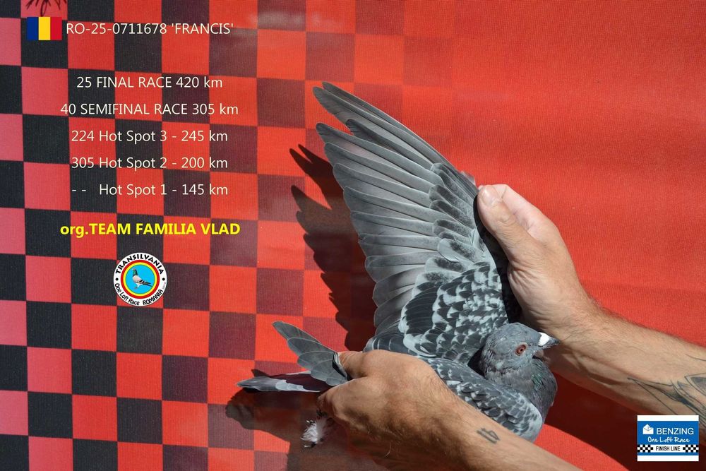 Porumbei voiajori de vânzare (lotul de zbor + matcă)