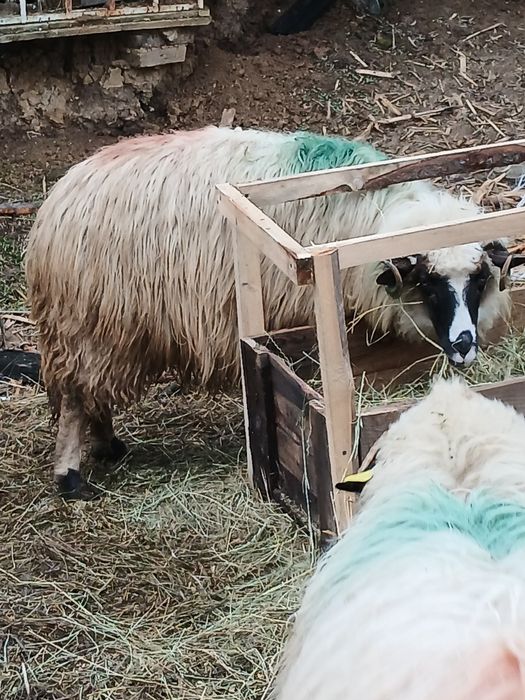 Vând o mioara si o stramioara