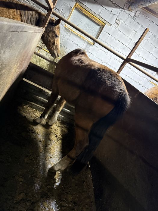 Тай полторашка ..