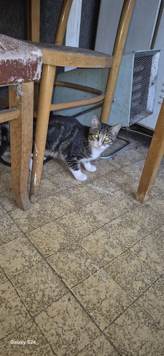 Котенца за отглеждане