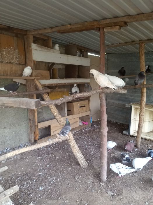 Продам,обмен голубей домашних.