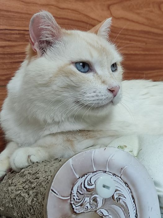 Шикарный котик ищет дом