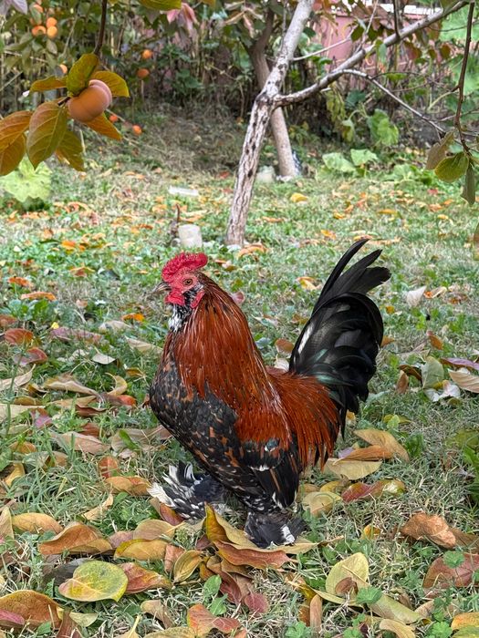 Петлета джинки и амераукани