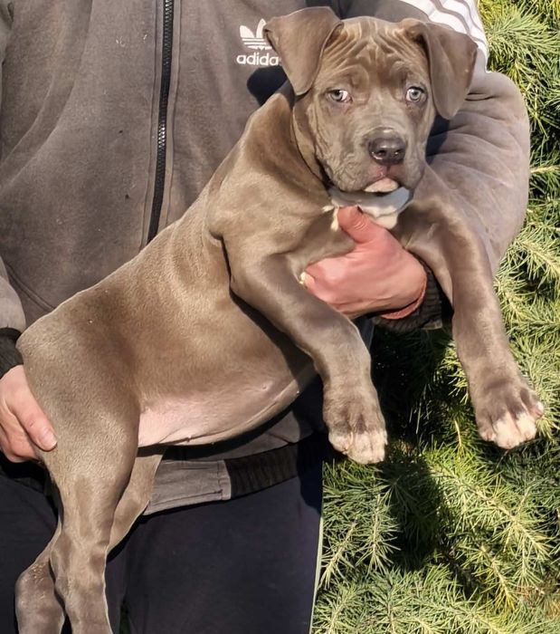 Американско Були ХЛ / American Bully XL  - 1 момиче