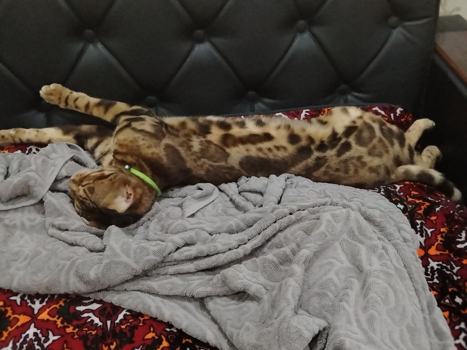 Отдаю даром кошку