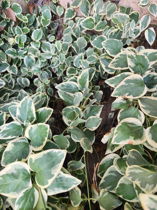 Цветя за градина и саксия