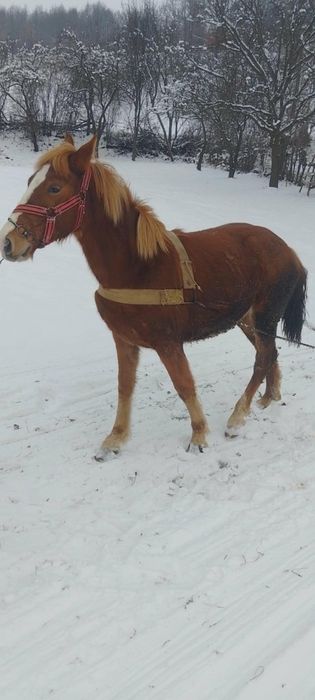 Mânz de vânzare de 1 an si jumătate