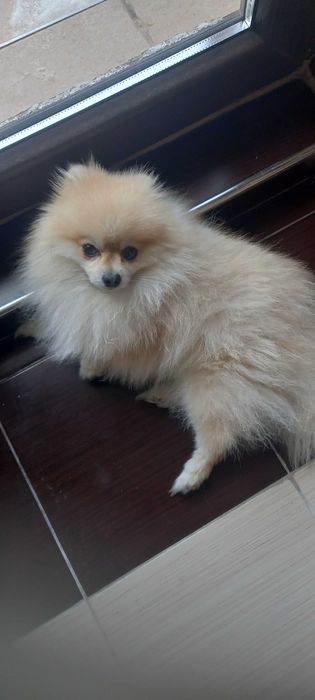 Подава мъжки померан