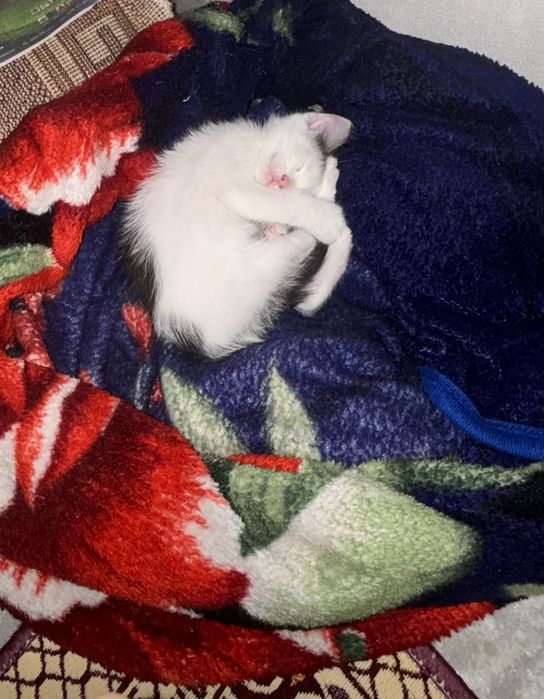 Отдам котёнка в добрые руки
