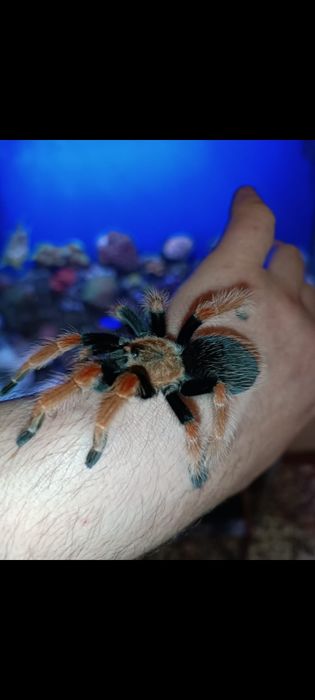 Brachypelma boehmei
Паук