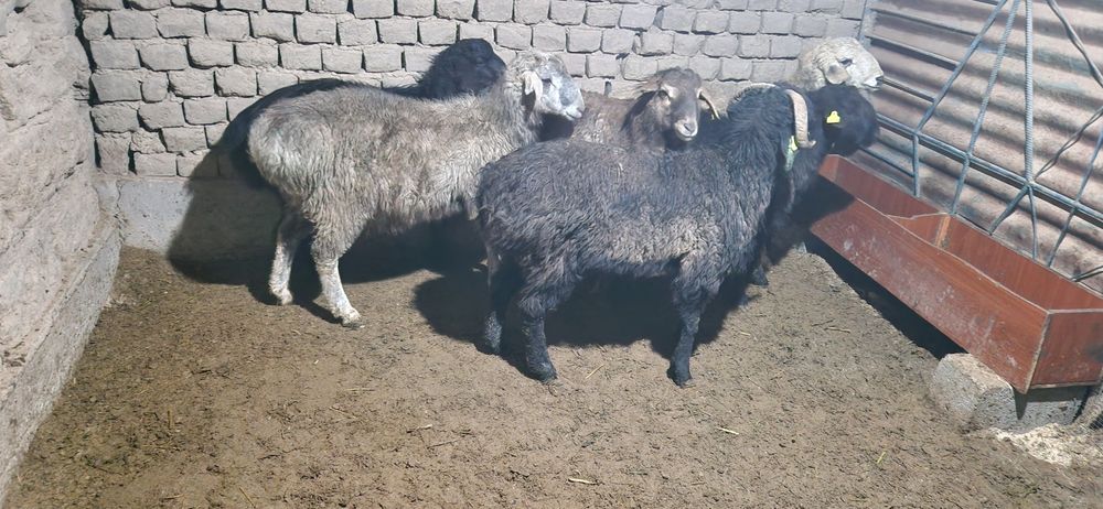 Тоқты қошқарлар сатылады