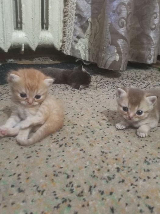 Продам котят породистых