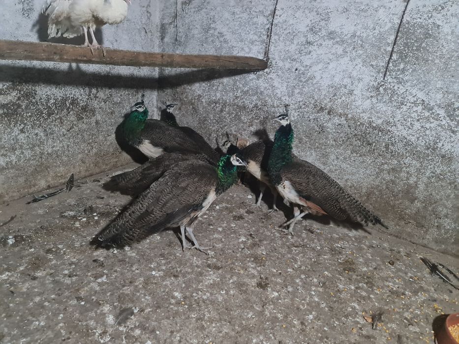 Pauni masculi de anul trecut