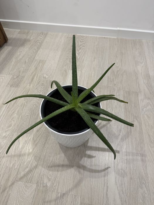 Продам комнатные растения