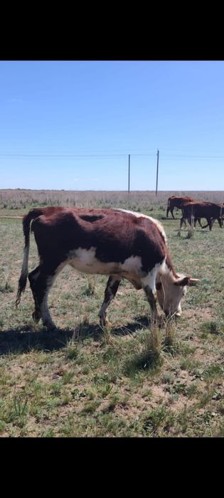 2 годовая тёлка срочно