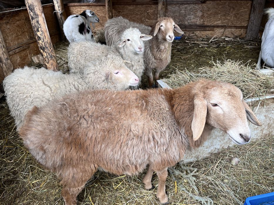 продам баранов и козу