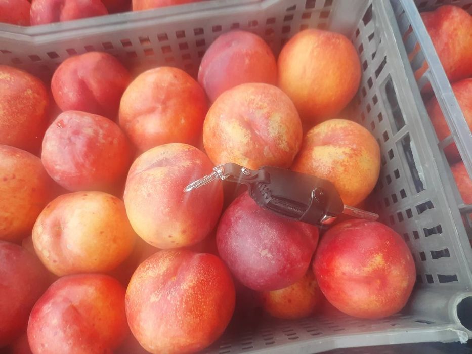 Урик олма гилос шофтоли нок барча турдаги мевали кучатлар бор