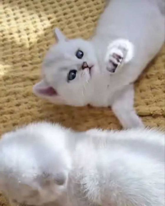 Котята британской породы