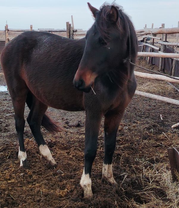 Продам жеребца 3 года