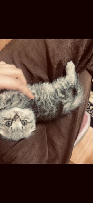 Продам вислоухого котенка