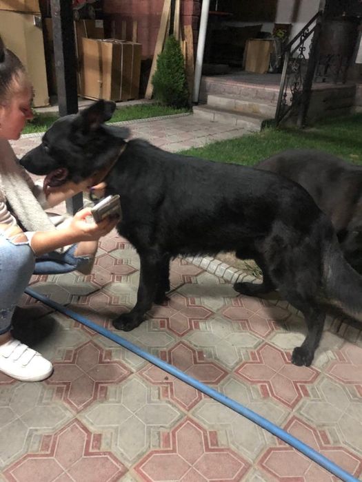 Вязка немецкая овчарка