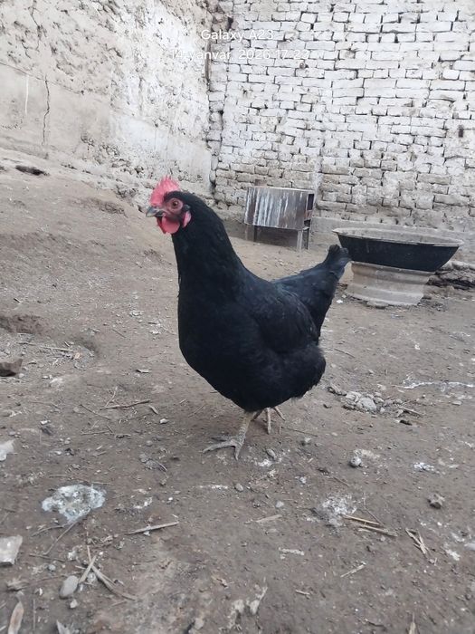 Qora shagʻzoda parrandalari tuxumga zakas olamz