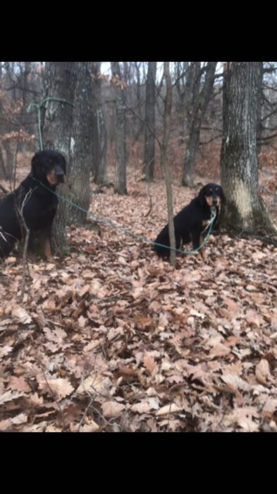 Cățea Copoi Ardele