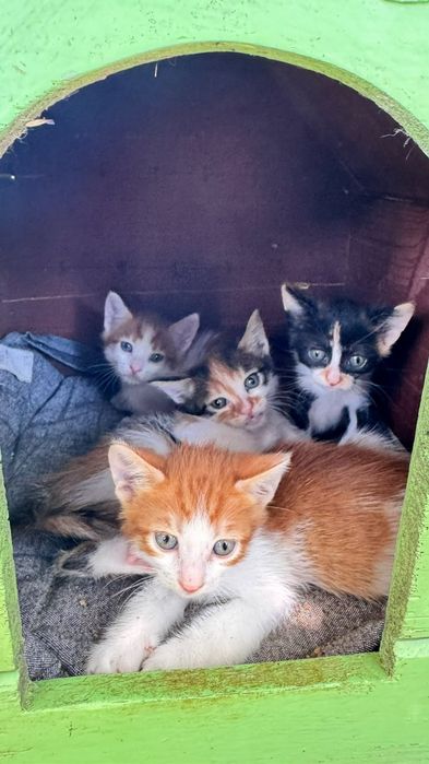 котенца от Созопол