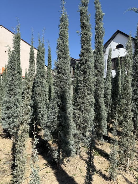 Кипарис Аризониский сотилади