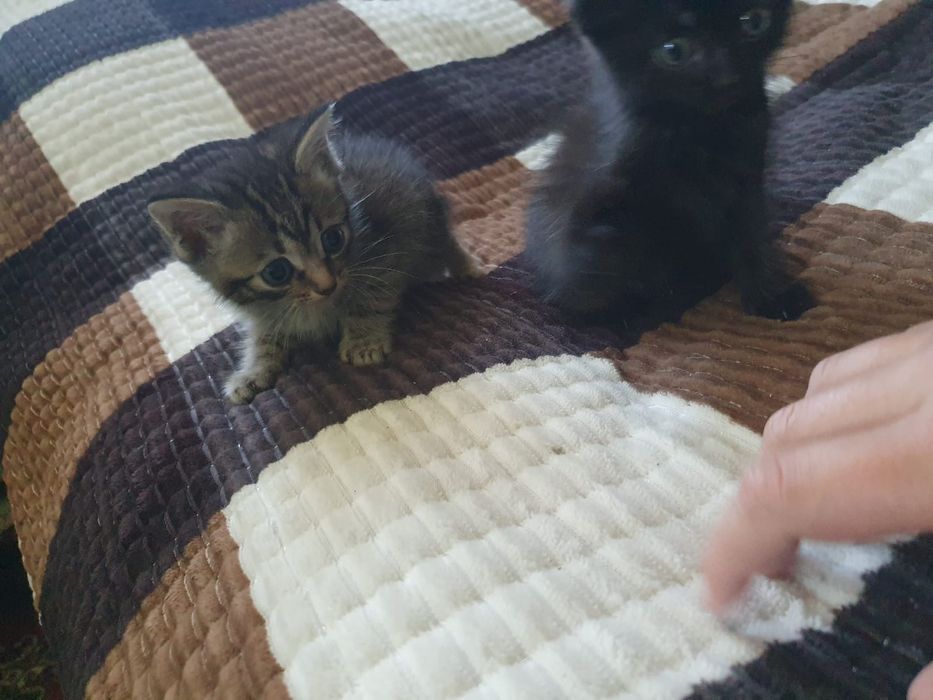 Отдам котят в добрые руки