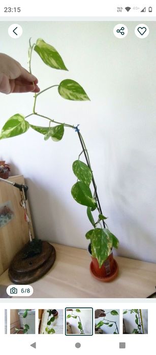 plantă curgătoare Epipremnum Bicolor Njoy, 1 m