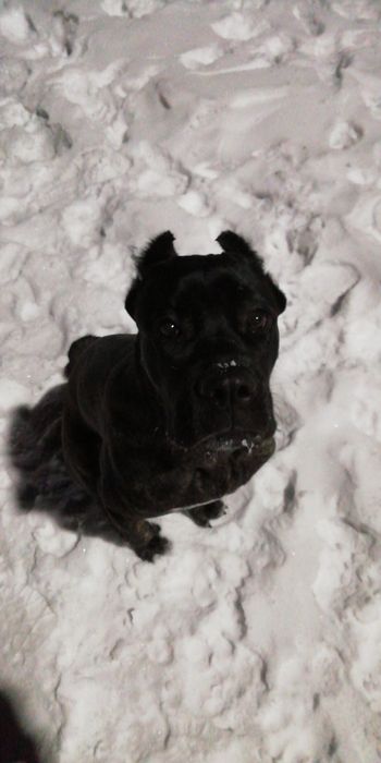 Щенок Кане корсо