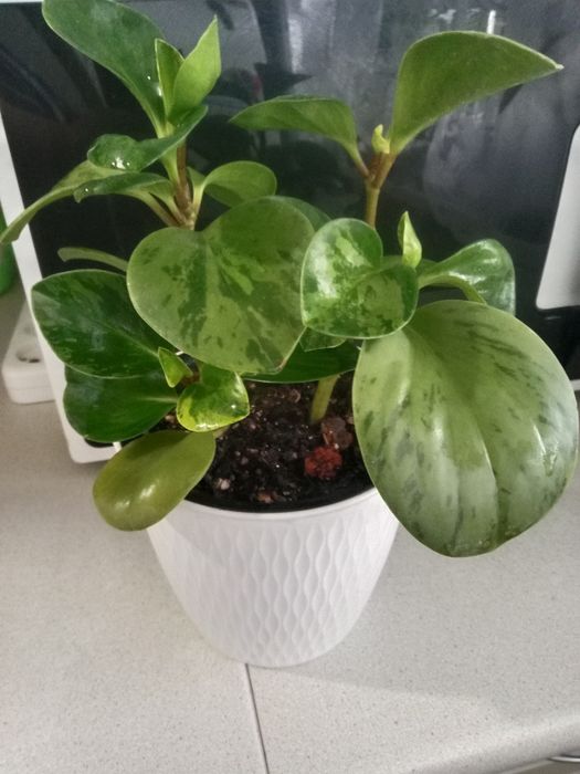 Пеперомия вариегатная продам