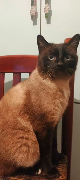 Сиамский молодой котик