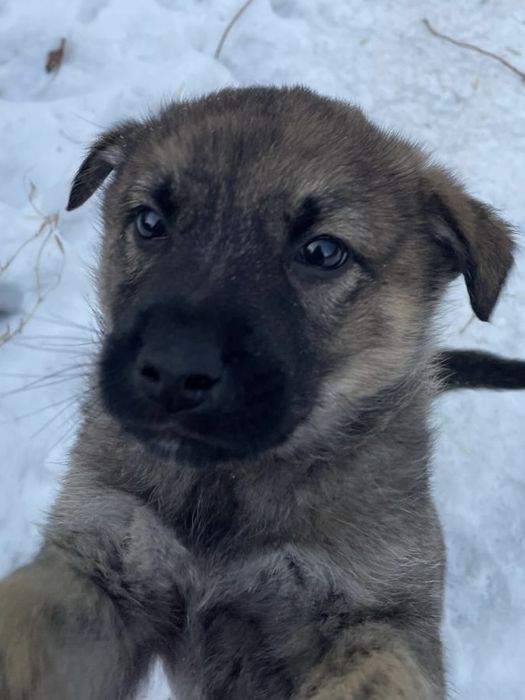 Ищем щенятам любящие семьи!