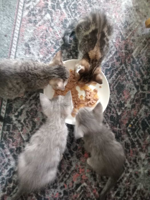 2 кота осталась срочно