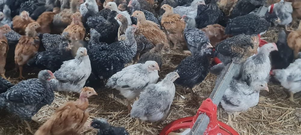Pui alb de carne și rasa mixta