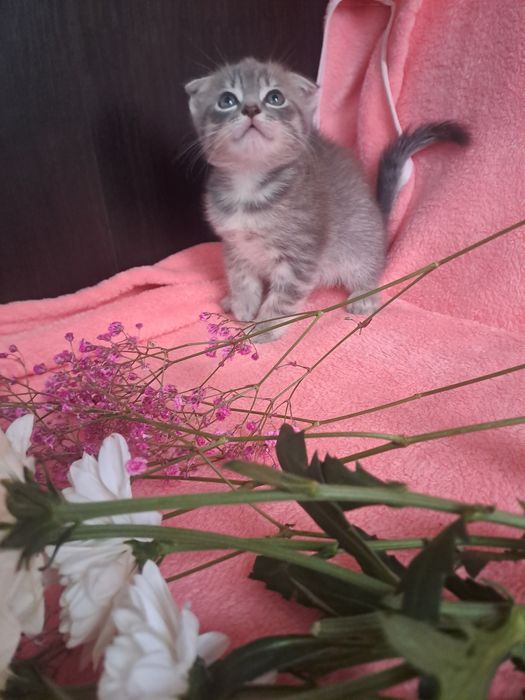 Шотландские вислоухие котята