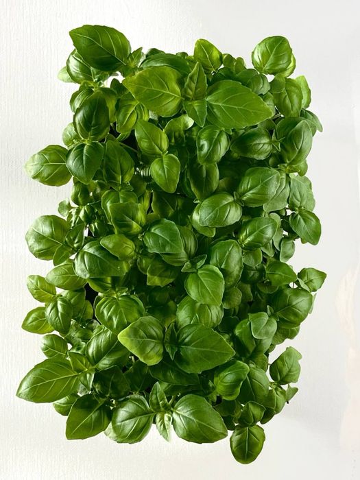 Микрозелень Щучинск